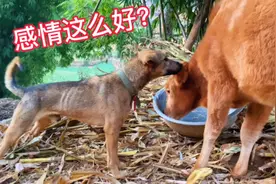 牛和狗之间的感情都这么好的吗？还是狗子觉得自己会被埋没？