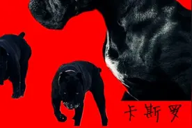 黑西装，白领带，意大利家庭护卫獒犬视频封面