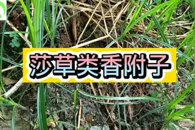 田间杂草防治系列课程，莎草类香附子除草视频封面