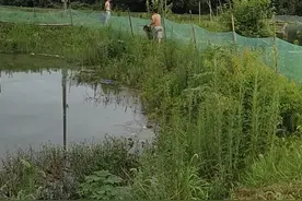 到鱼塘装野生小龙虾视频封面
