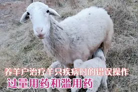 养羊户治疗羊只疾病时，常见的错误操作：超量用药和滥用药视频封面