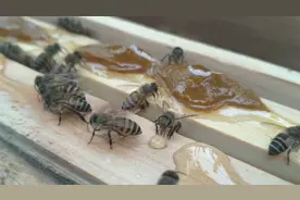 丹哥网上买低价的蜂蜜拿来喂蜜蜂，平时如何吃花粉的，吃到肚子鼓视频封面