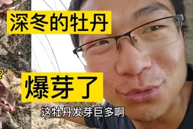 深冬的牡丹竟然爆芽了，活力这么旺盛。每种过牡丹的小蒋很是惊喜视频封面