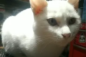 🐱猫的眼睛怎么了？怎么变色了？视频封面