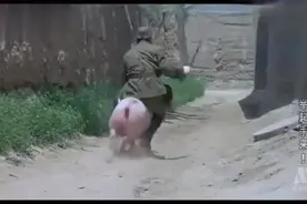 小鬼子骑猪上高速了哈！视频封面