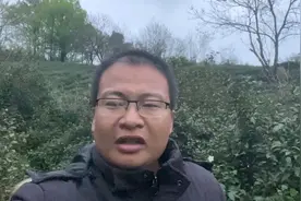 信阳毛尖，次芽、中芽、楼头、一芽一叶分类复杂，跟采摘质量有关视频封面