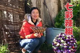 自家种的七彩椒熟了，凤姑摘一些回家教你做下饭菜，3分钟就学会