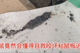 家里老鼠成精，老鼠明明被粘鼠板粘住了却还能逃脱视频封面