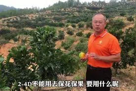 衰退病树靠接红橘砧木改善，保果可用920视频封面