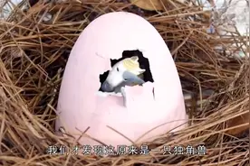 国外男子在森林中捡到一颗怪异的蛋，孵出来的东西，让人背后发凉视频封面
