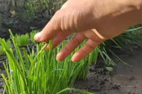 韭菜种植用白醋喷洒，可以减少病虫害，让韭菜一茬茬长得更旺视频封面