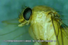 显微镜下的探索，科普垃圾桶中的小飞虫果蝇