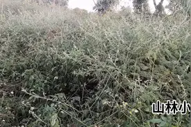 农村罕见的野草-含羞草，小艳路边无意间发现一大片，美极了