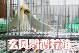 玄凤鹦鹉养殖视频封面
