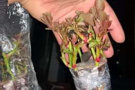 月季嫁接成活之后，套袋什么时候去掉最好？视频封面