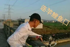 夏季晚上桥筏钓鱼打玉米窝，发窝后全是鲤鱼连竿