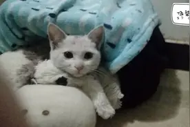 偶遇流浪小奶猫，很亲人，抱回家收养，遇到我，从此你不必再流浪