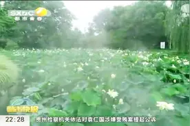 出淤泥而不染！西安百亩荷花竞相开放，市民冒着小雨赏美景视频封面
