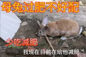 朋友定的种母兔太大发不了快递，自己留着谁知太肥不好配，要减肥视频封面