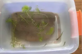 教大家懒人养鱼大法，4K拍摄超清晰，小鱼你追我赶真热闹