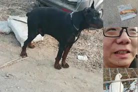 北京房山丰台交界，狗市鸽子市，为啥现在像个大集？岳小晨懵了。视频封面