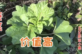 葵菜煮水厉害了，想不到价值这么高？尴尬今天才知道，赶紧栽二棵