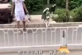 哈士奇分两种一种叫大哈一种叫二哈视频封面