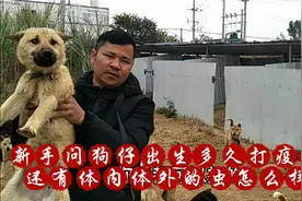 网友问我，大狗怎么样打针，还有幼狗出生多久可以打疫苗？视频封面