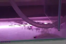 鱼缸翻新首重就是消毒，2种清理方式，简单但是实用视频封面