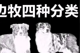 边牧的四种分类，你养的是哪一种？