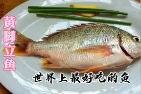 蔡澜先生喜欢吃的黄脚立鱼，广东潮汕特色做法，鲜嫩细腻无腥味