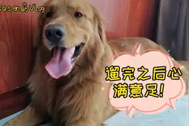 狗狗下楼前后强烈反差，有时间多带狗狗下楼，这是它们每天的期待视频封面