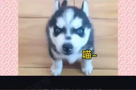 狗学猫叫，猫学狗叫，真好笑你们也看看这个视频。视频封面