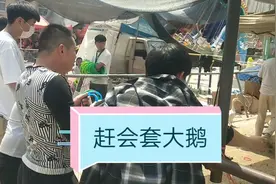 农村套圈套大鹅，看看最终的结果视频封面