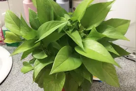 不管什么家庭，家里这3个地方不能放绿萝，特别第三个，赶紧挪走视频封面