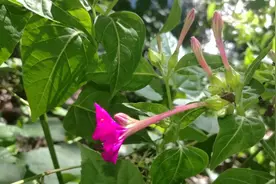 紫茉莉，种子磨粉可去面部癍痣粉刺，花香可驱蚊虫，大家了解一下