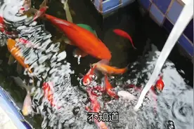 阳台鱼池惊现鱼骨，是被鱼吃的还是乌龟吃的？竟啃的如此干净！视频封面