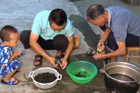 田螺上的青苔太多怎么办？小伙教你一招，5分钟就能洗得干干净净视频封面