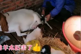 早上发现惊喜，母羊顺利产下小羊羔，母爱太伟大了视频封面