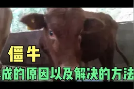 僵牛的症状，形成僵牛的六个原因，和调理僵牛的方法视频封面