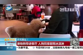 不可思议！女子将宠物狗带进肯德基，同桌就餐还同食一只冰淇淋