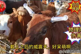如何避免因牛相互打斗造成的损失？7.9元买牛防顶神器，完美解决视频封面