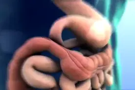 3D动画演示，肠道是如何蠕动的？