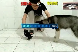 哈士奇大战螃蟹，二哈这次终于不怂了！视频封面