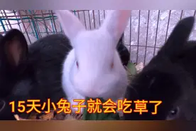 出生15天的小兔子就会吃草了，五只黑的一只白的，萌萌的真可爱视频封面