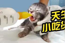 女主人给出生7天的小奶猫喂奶，温柔的巨人从小就是个吃货！视频封面