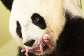 大熊猫体型这么大，为什么生出来的宝宝却小得像只“小老鼠”呢？视频封面