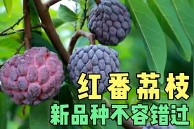 2020新品种红番荔枝，高甜度不容错过，一年四季结果。