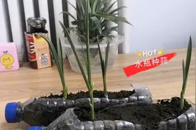 大蒜长芽别急着扔，小伙教你在家种大蒜，方法简单省空间，实用！视频封面