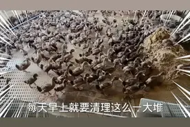 农村养鸭太辛苦，鸭子能吃又能拉，清理鸭粪让我心力交瘁视频封面